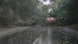 Силна буря събори дървета в Аспарухово