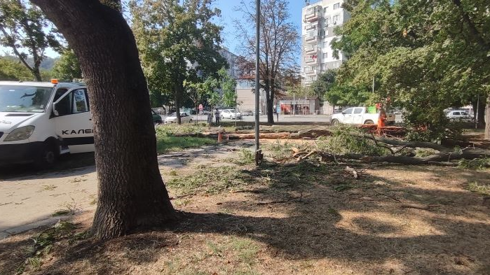 Разчистват падналите дървета след шквала, който удари Аспарухово снощи (СНИМКИ)
