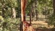 Разчистват падналите дървета след шквала, който удари Аспарухово снощи (СНИМКИ)