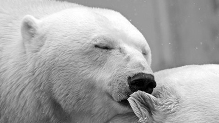 Проучване разкри, че белите мечки и техните малки ще умират