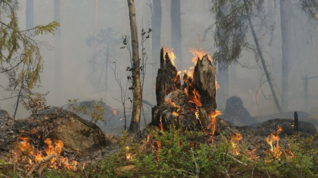 Над 80 огнеборци, военни и горски служители се борят с пожара в Добростан