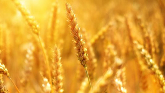 Украйна не очаква обстановката около износа на нейното зърно да