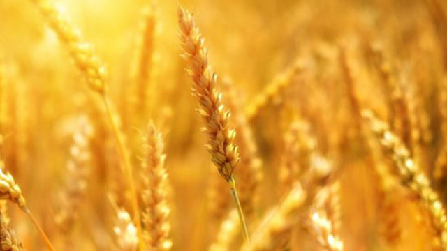Украйна не очаква обстановката около износа на нейното зърно да
