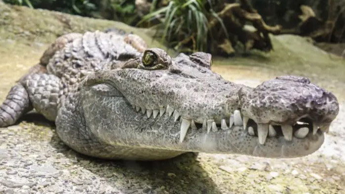 Във Флорида е уловен огромен алигатор с тегло 417 кг,