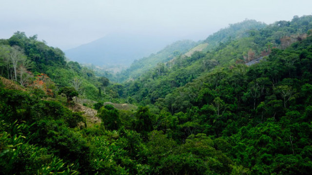 Отглеждането на кока в Колумбия се е увеличило до рекордно