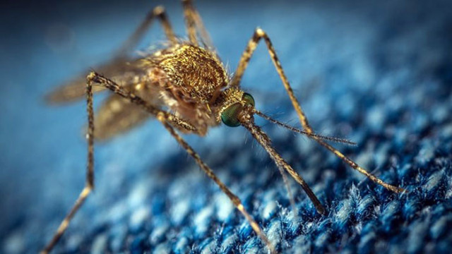 В Хондурас отглеждат комари, за да се предотврати разпространението на денга