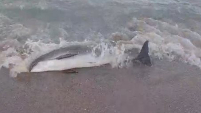 Морето изхвърли на брега мъртъв делфин. Кадрите са заснети на