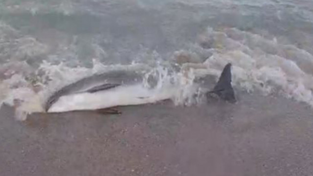 Морето изхвърли на брега мъртъв делфин Кадрите са заснети на