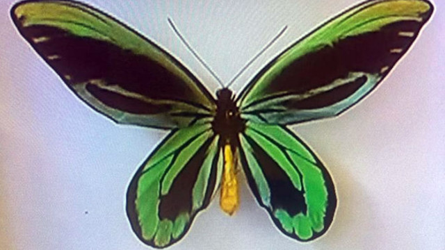Най скъпата пеперуда в света може да бъде видяна в