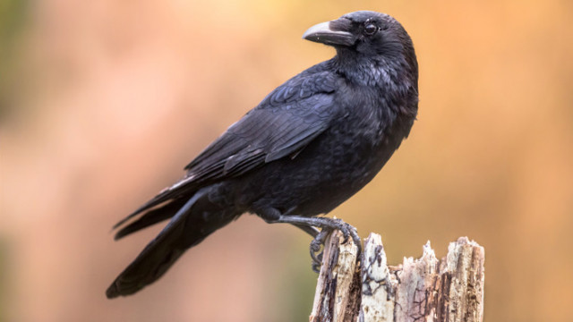 Враните са високоинтелигентни представители на семейство Вранови принадлежащи към разред