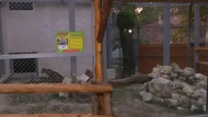 Леопард ухапа по ръката момиче в зоопарка във Варна. Инцидентът