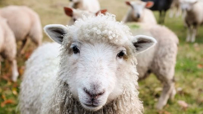 В Гърция овце изяли около 100 кг канабис, започнали да се държат странно