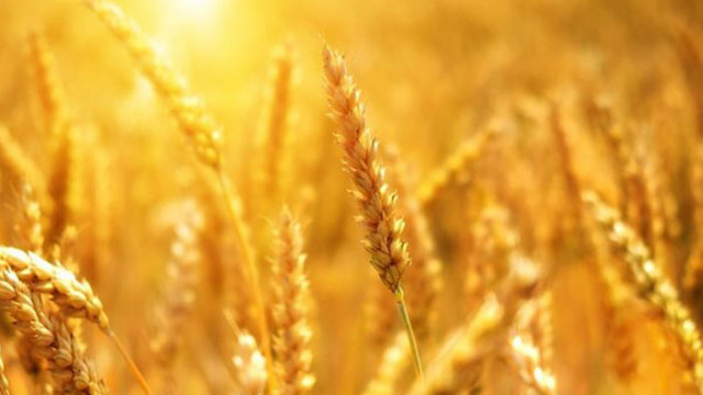 Спадат цените на зърнените стоки по световните борси