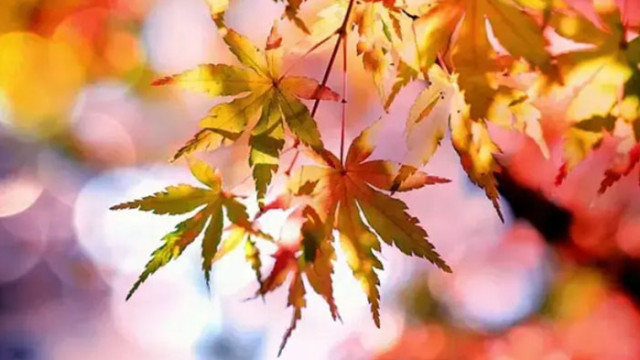 В неделя първият ден на есента призори температурите отново