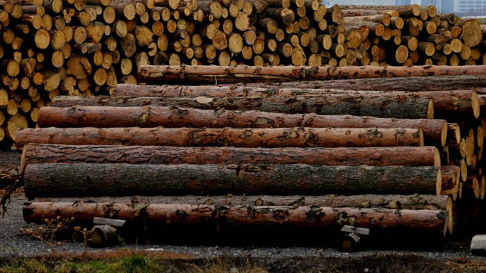 WWF: Над 25% от дърводобива у нас е незаконен