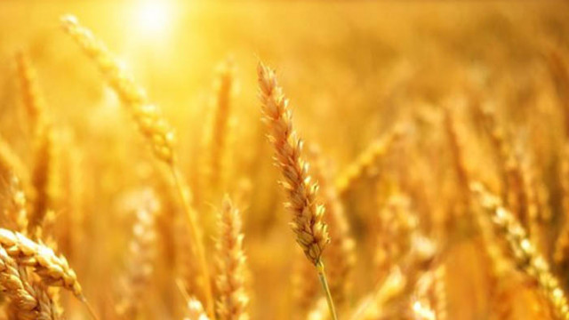 Разговорите с Украйна за вноса на зърно вървят добре заяви