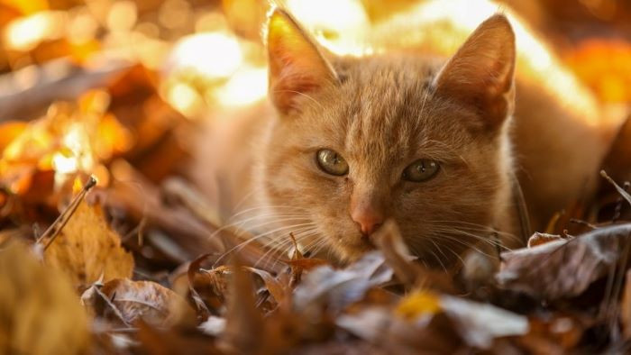 Днес ще бъде предимно слънчево, в повечето райони ще остане