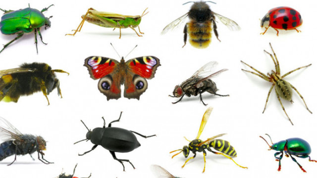 Вероятно повечето хора възприемат насекомите като нещо неприятно и досадно