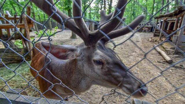 Директорът на зоопарка с отровените елени: Има съмнения за външна намеса
