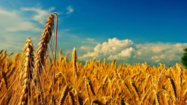 Започна сеитбата на пшеница в Добричка област