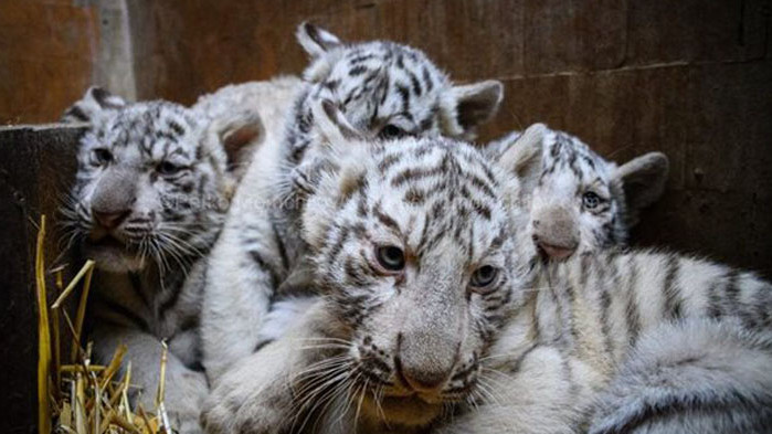 Четири бели тигърчета от вида бенгалски тигър са най-новото попълнение