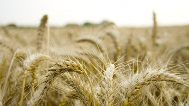 Вече втора седмица цените на основните зърнени стоки на световните