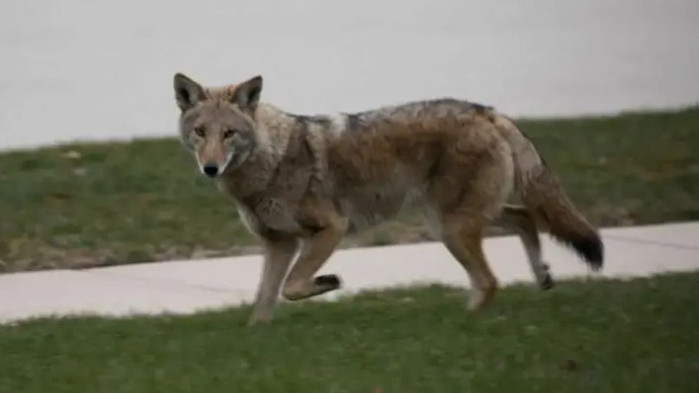 Див койот беше уловен от камера да тича по асфалта