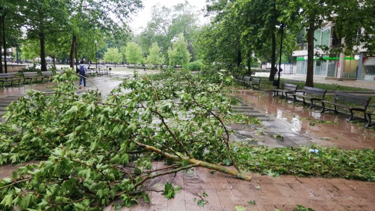 Паднало дърво изпотроши десет автомобила в Пловдив, съобщава БНР. На