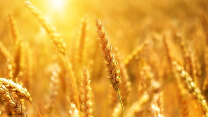 Украйна иска да изнесе през октомври поне 1 млн. тона зърно през новия черноморски коридор