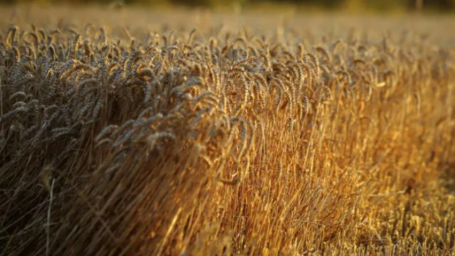 В последните месеци се осъществява износ на хлебна пшеница към