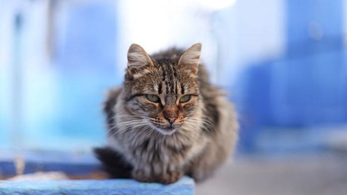 Котките имат към 300 изражения на лицето