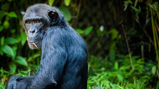 Учени наблюдаваха как шимпанзета използват военна тактика