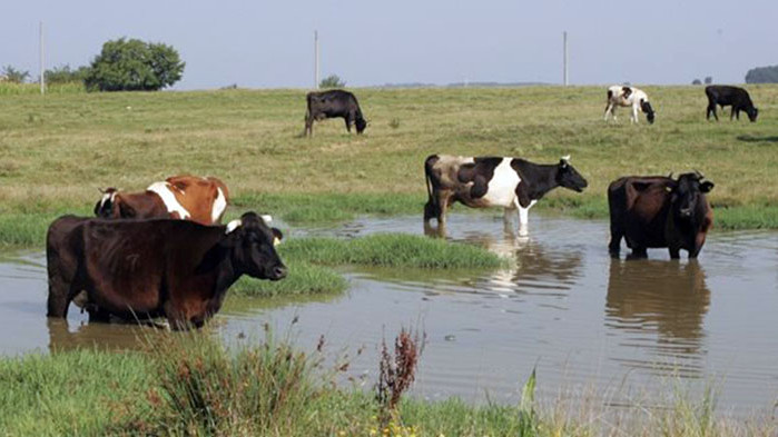 Кредитите, които фермерите са взели за изхранване на животните си