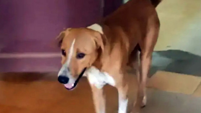 Домашно куче в Индия беше открито да чака собственика си