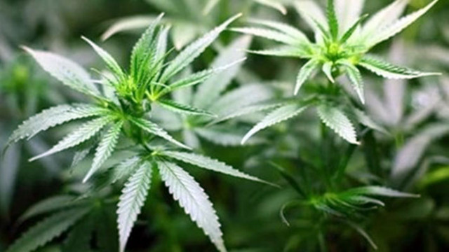 Американският щат Охайо гласува за легализиране на марихуаната за немедициски