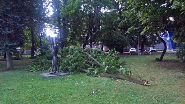 Сигнали за счупени клони и паднали дървета от бурния вятър в София