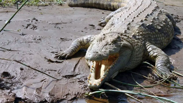 Куриоз: Говедар ухапа нападналия го крокодил и спаси живота си