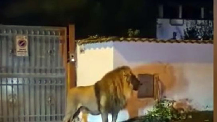 Лъв, избягал от местен цирк в близост до италианската столица