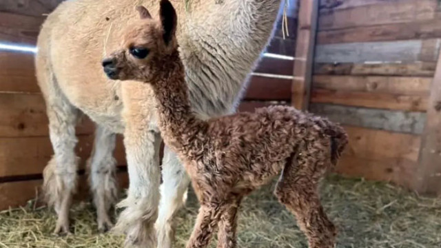В зоопарка в Бургас се роди бебе алпака