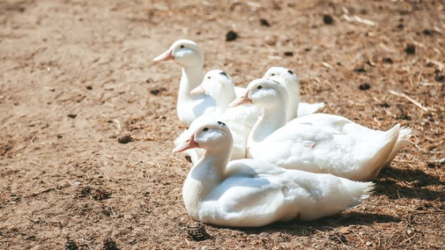 Огнище на птичи грип във ферма за пекински патици в Добричко