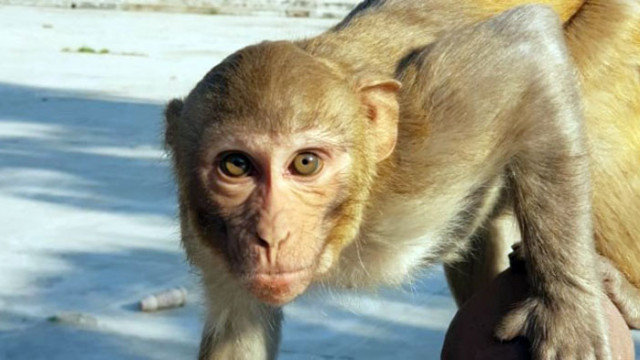В Индия брутални маймуни убиха момче, като разпорили корема му