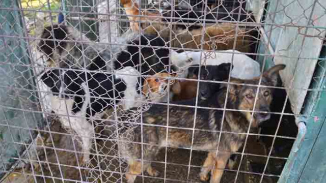 Южна Корея е решена да забрани консумацията на кучешко месо и