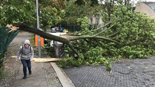 Три дървета са паднали заради силния вятър в Пловдив