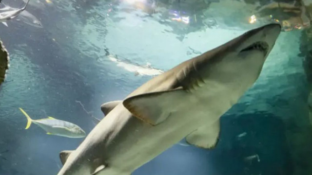 Женска акула от зоологическа градина в САЩ роди без чифтосване