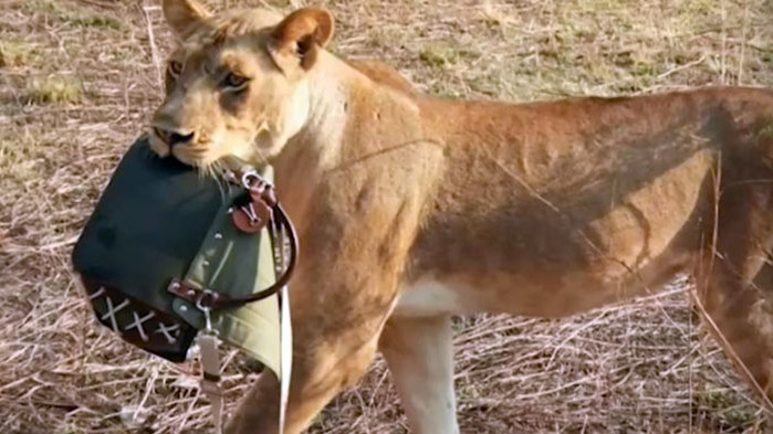 Лъвици откраднаха маркова чанта за 1800 долара от туристка в Намибия