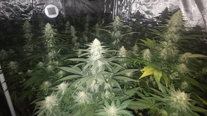 Полицията откри оранжерия за марихуана във Варна