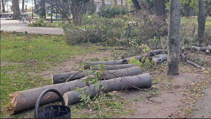 Събраната след бедствието във Варна дървесина ще е за хора в нужда