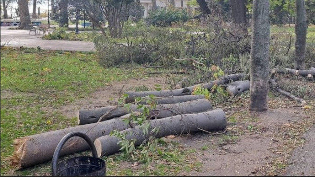 Събраната след бедствието във Варна дървесина ще е за хора в нужда
