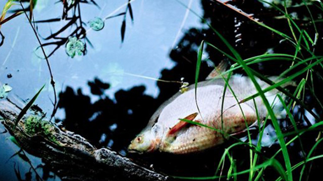 Мъртва риба в река Черна в Смолян, наказват фирма замърсител