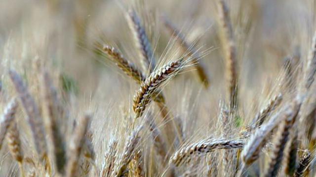 Руското правителство забрани износа на твърда пшеница от 1 декември